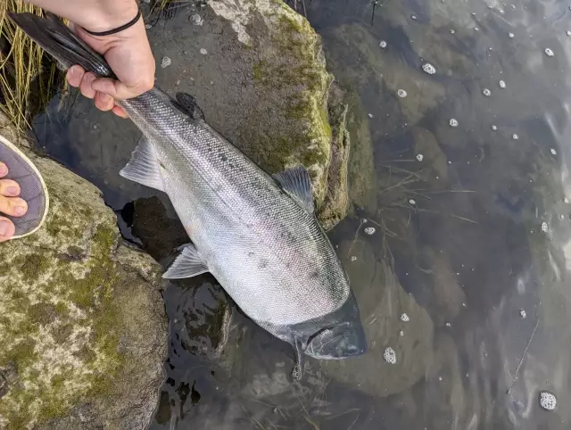 10lb wild coho