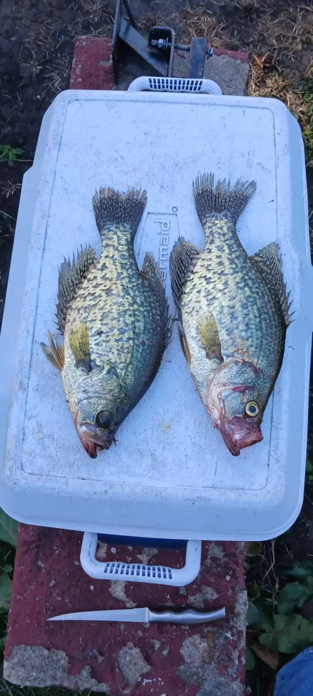 Crappie