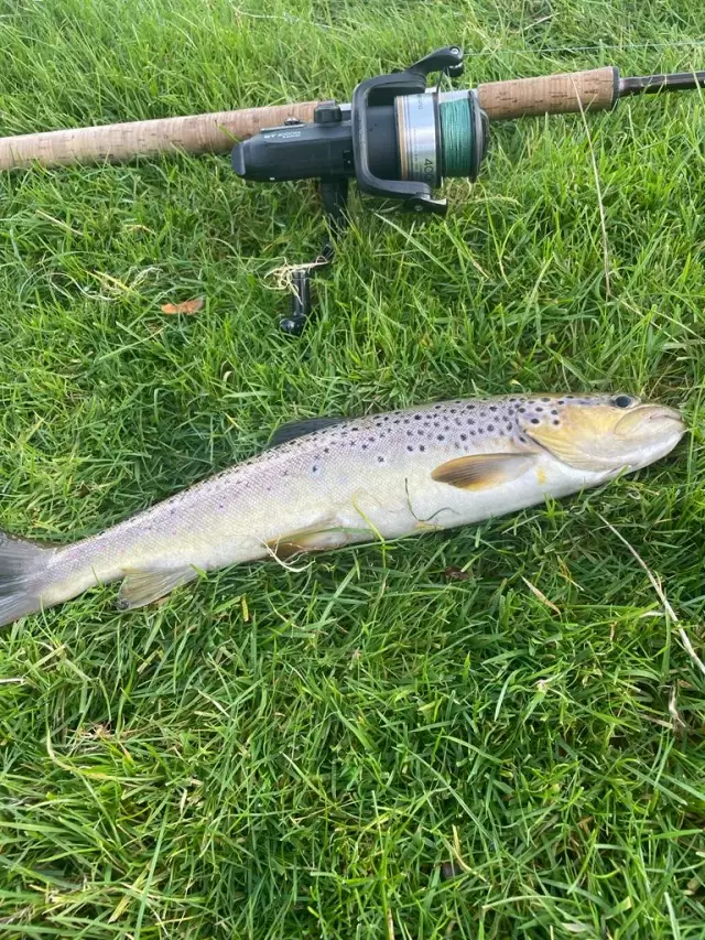 Brown Trout