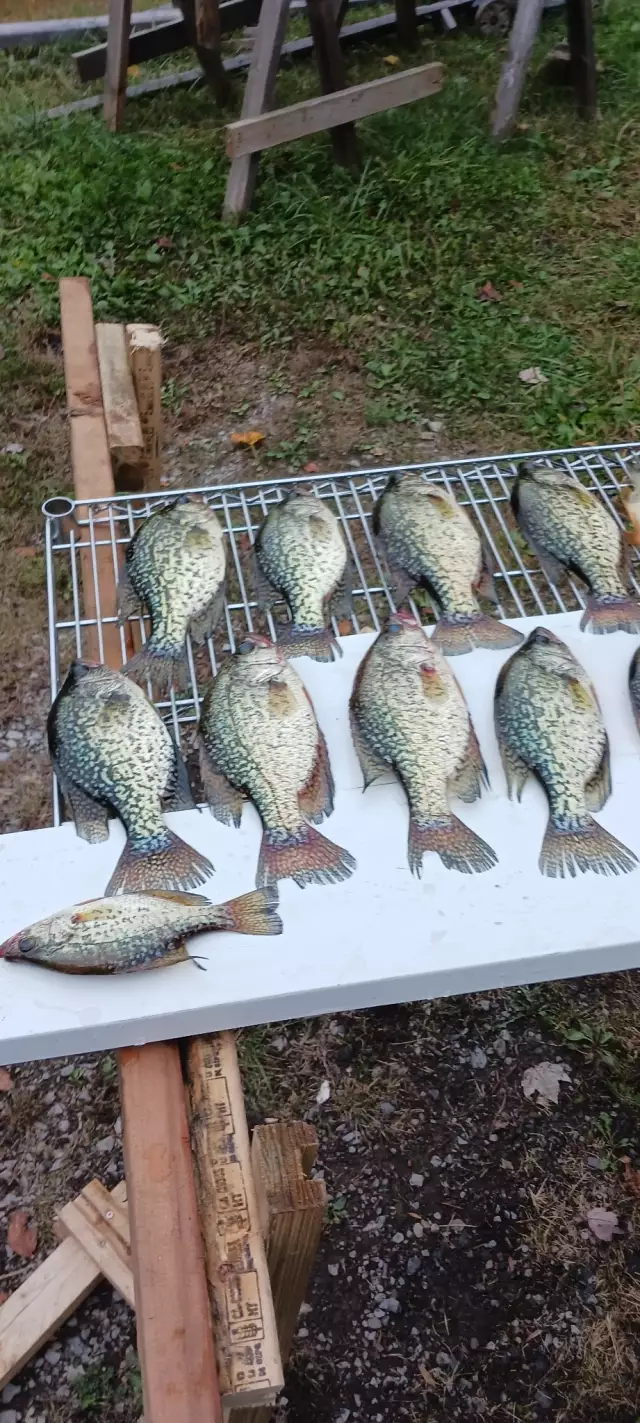 Crappie