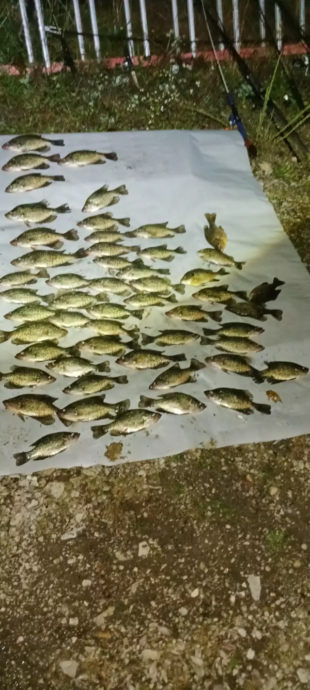 Crappie and bluegill