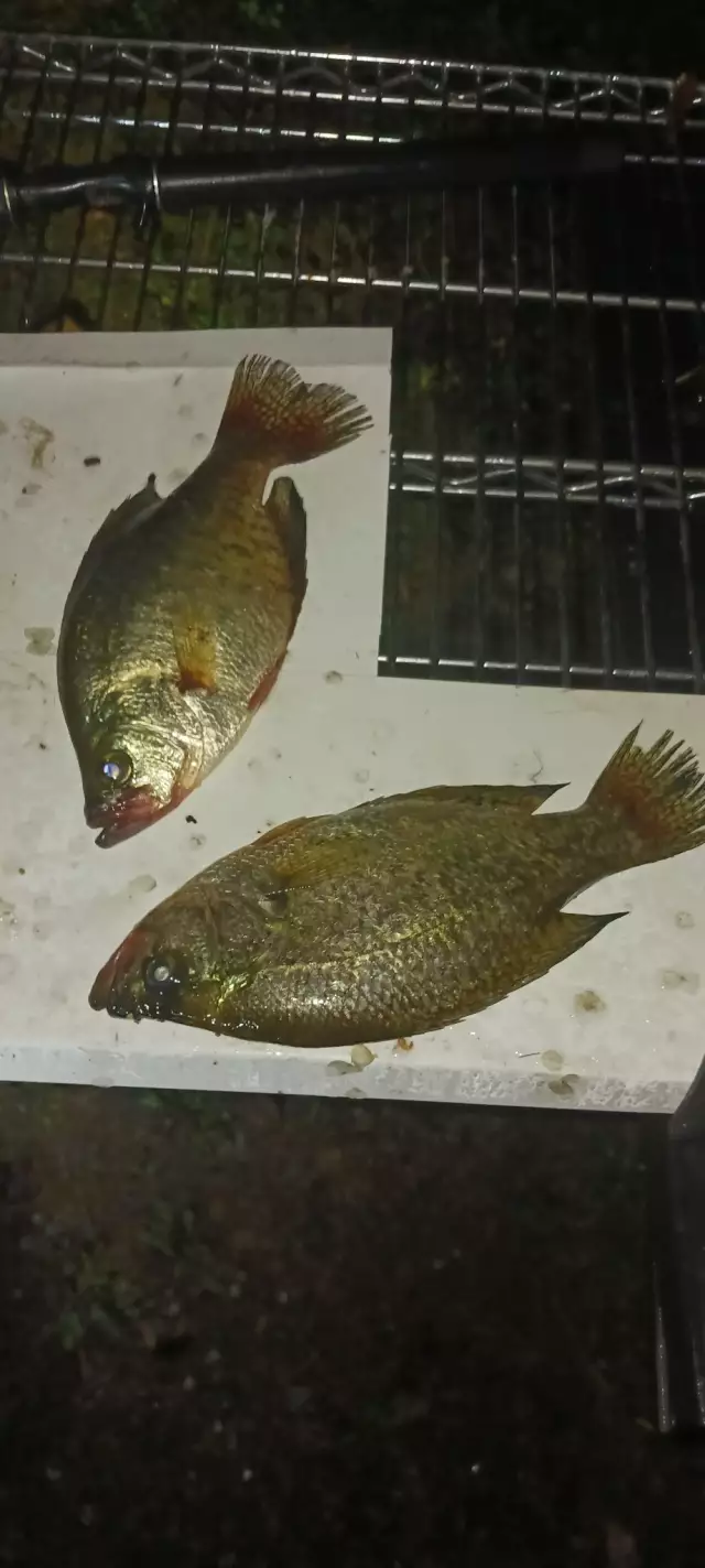 Crappie