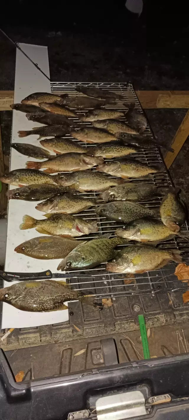 Crappie