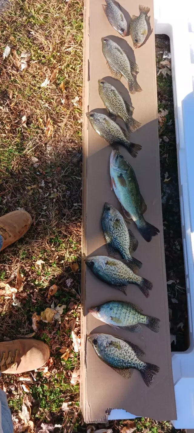 Crappie and lmb