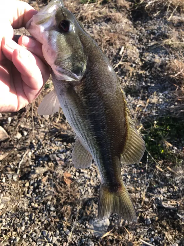 11in Large mouth bass