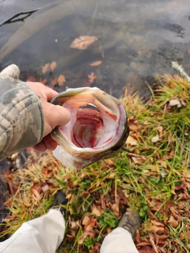 bucket view in NC