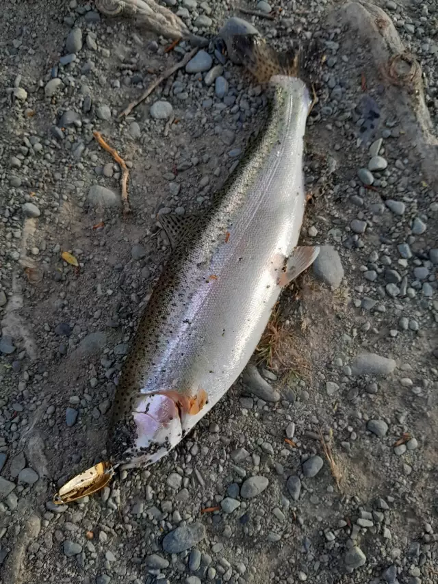 Ruataniwha rainbow trout