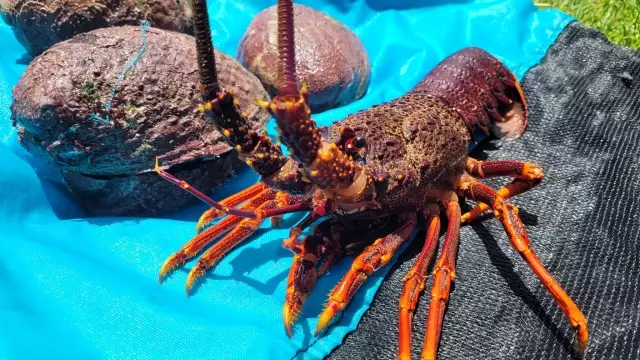 Lobster and Abalone - Dinner Sorted