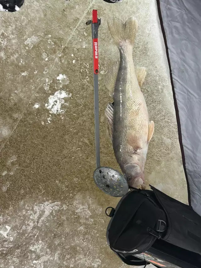 Walleye