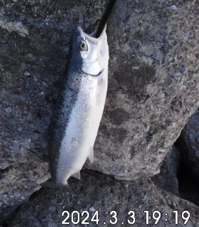 A rainbow trout at sunset