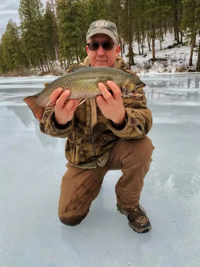 Eastern Brooktrout