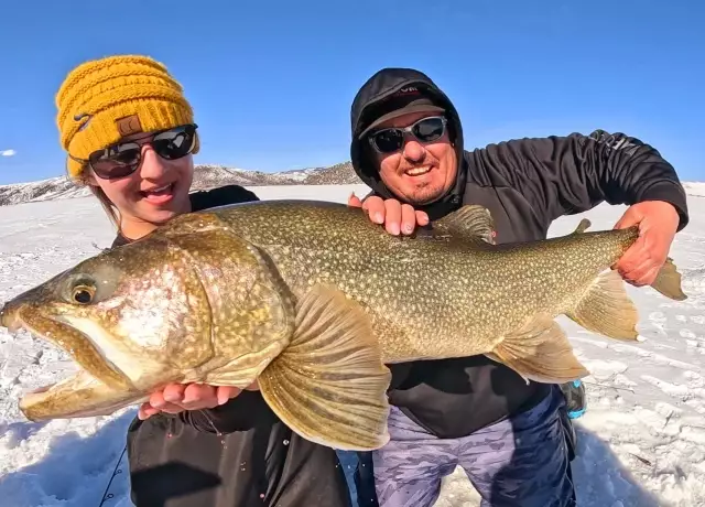 Lake Trout