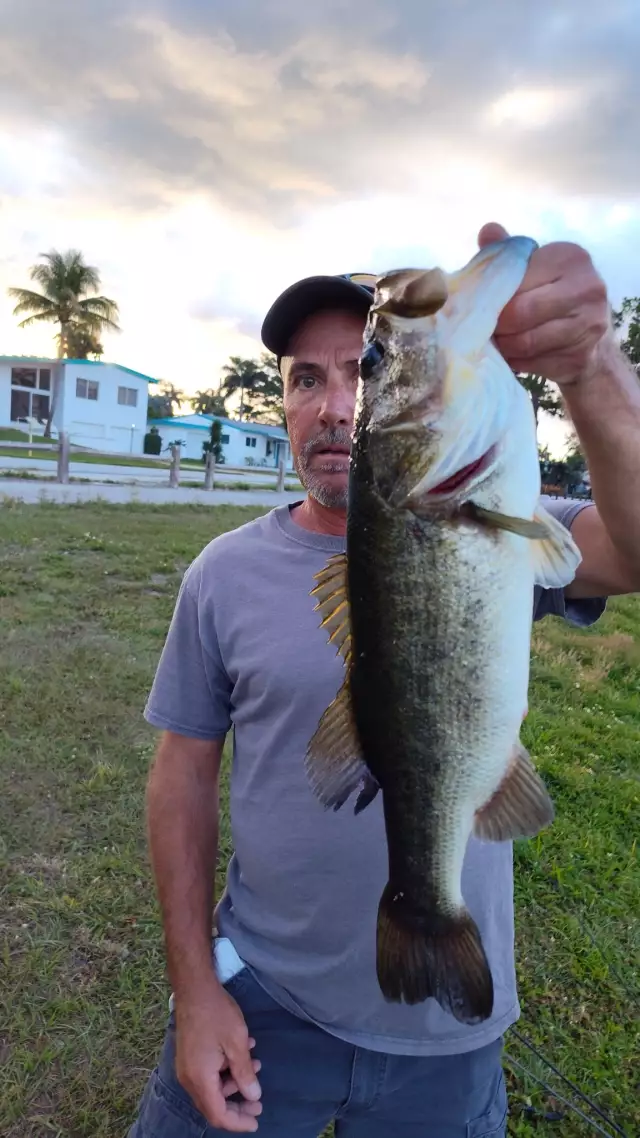 Largemouth bass, 22 inches/ 8 1/2 lbs .