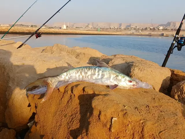 Persian Golf cat fish