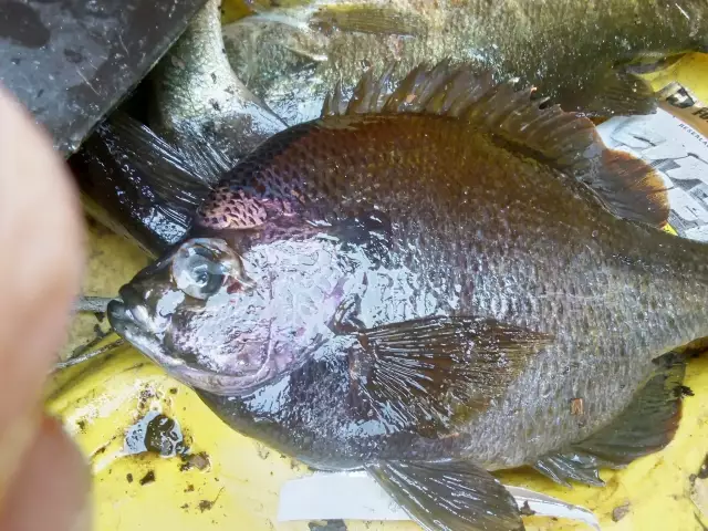 Bull brim .. native to North Carolina South Carolina caught in Titusville Florida private Pond