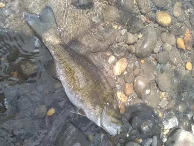 Smallmouth bass16 in.and over