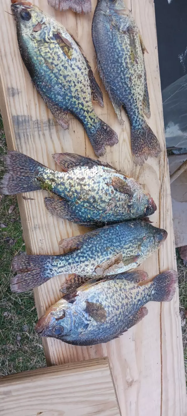 Crappie