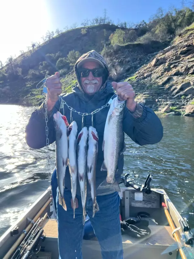 Pine flat Rainbows