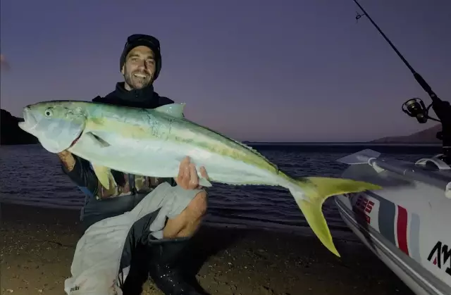 Awesome Yellowtail Kingfish