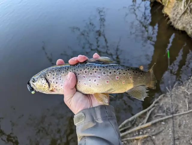 Brown trout