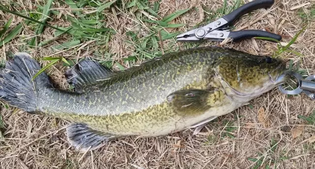 Murray Cod | Fishing Photo