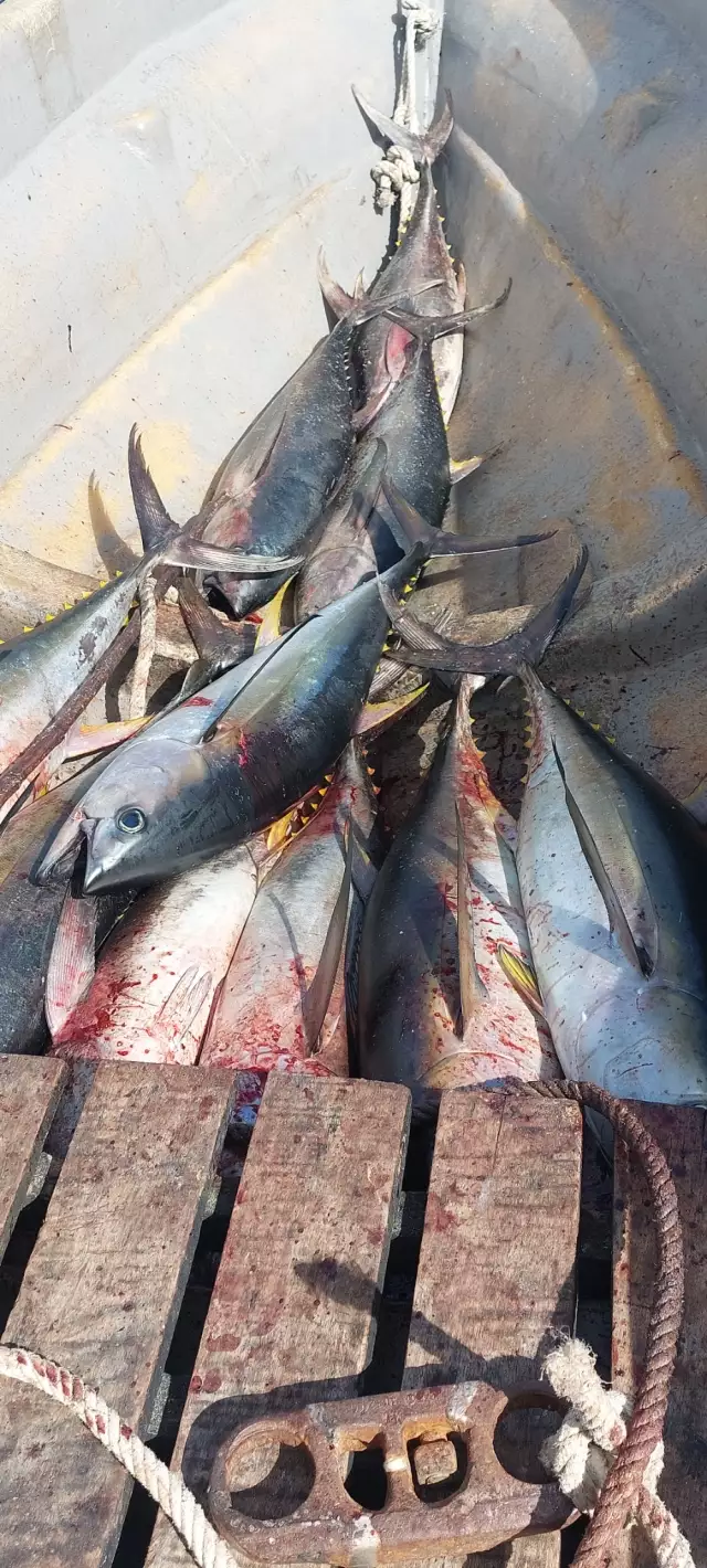 Kavieng Fishing- 15 X 20kg avg yellowfin tuna.