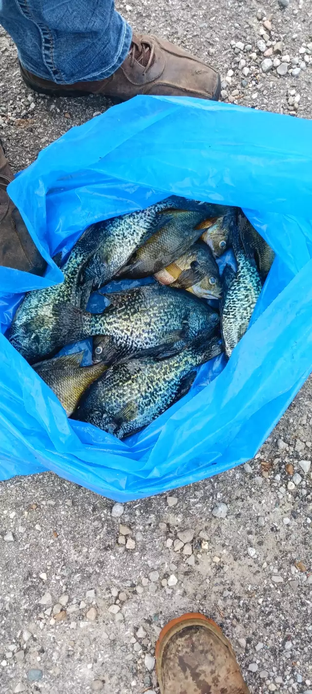 Crappie and bluegill