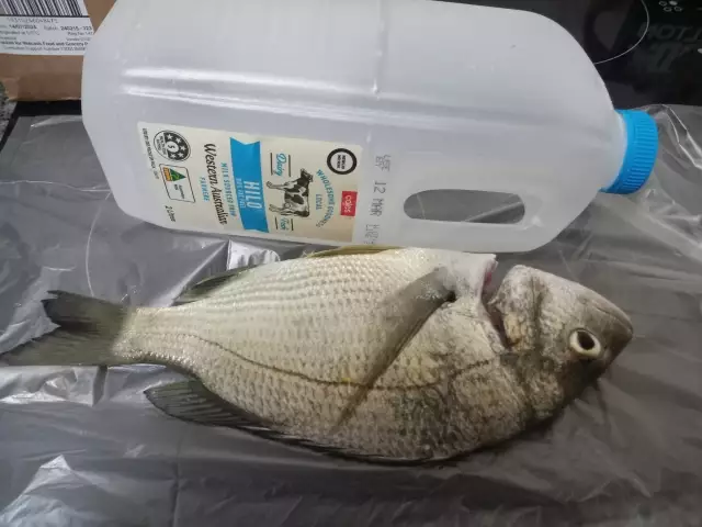 Bream