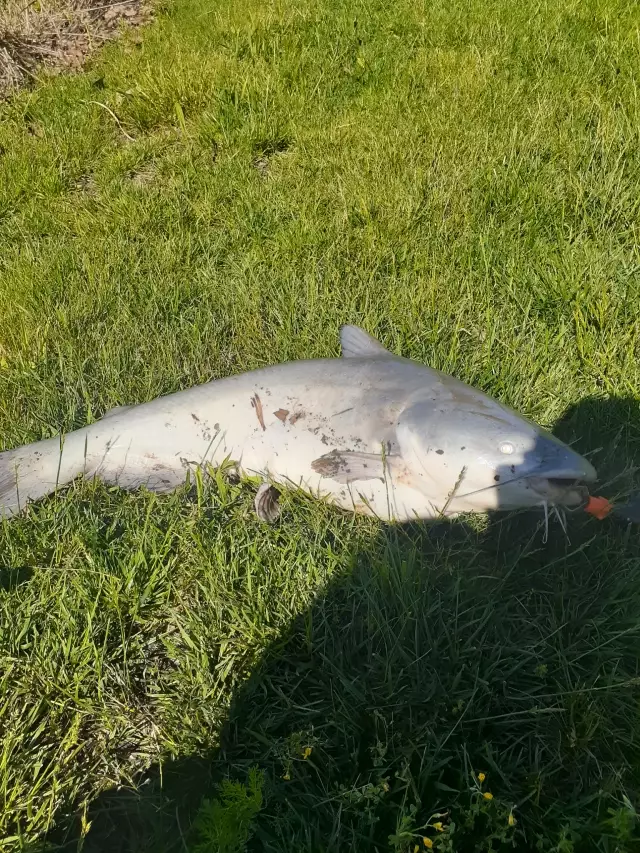 Blue catfish