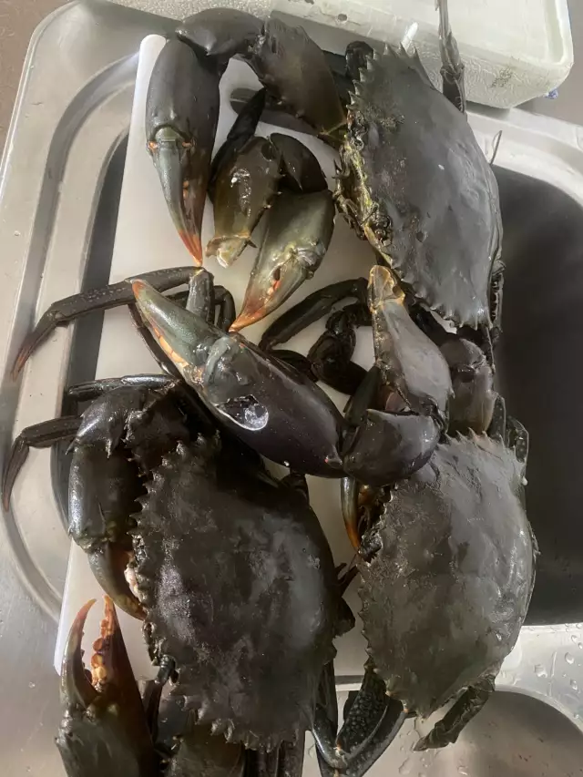 Mud Crabs