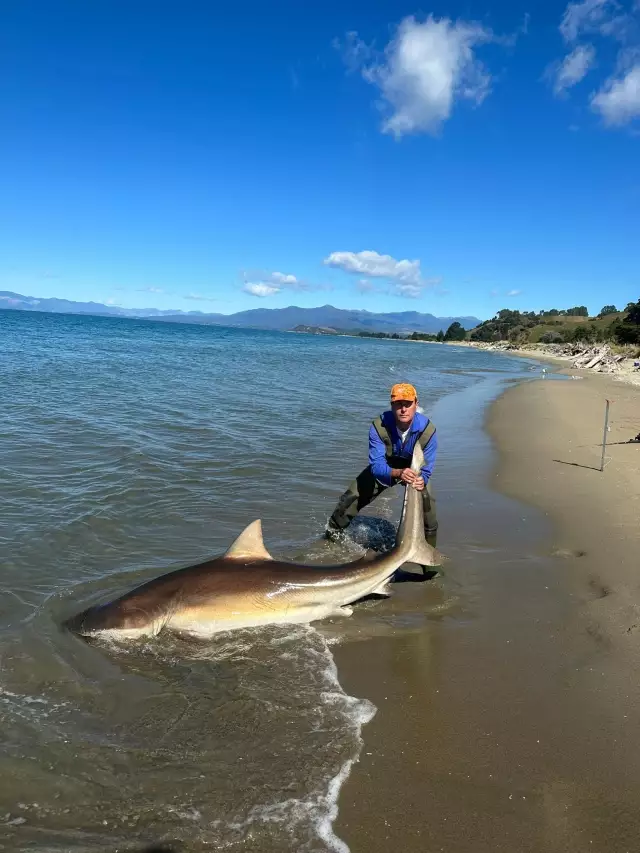 Bronze Whaler 9 foot 4