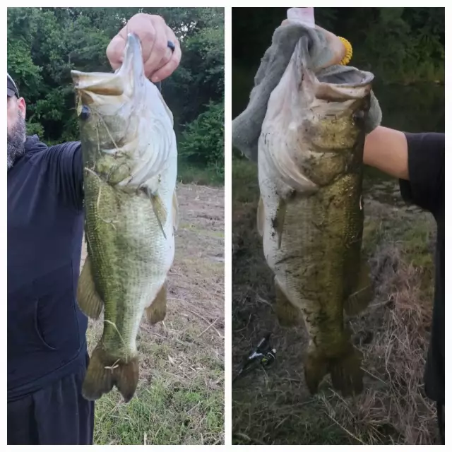 Bass