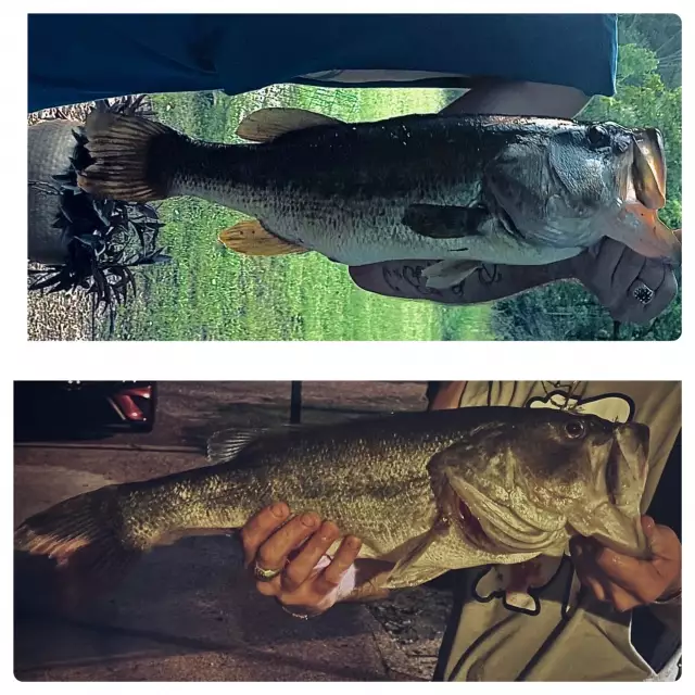 Bass/ Top 6lb 1oz/ Bottom 6lb 3oz both 20 inchers