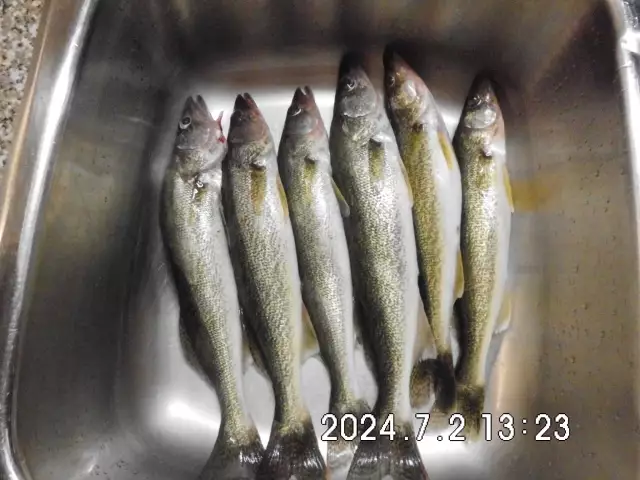 6 Pickerel