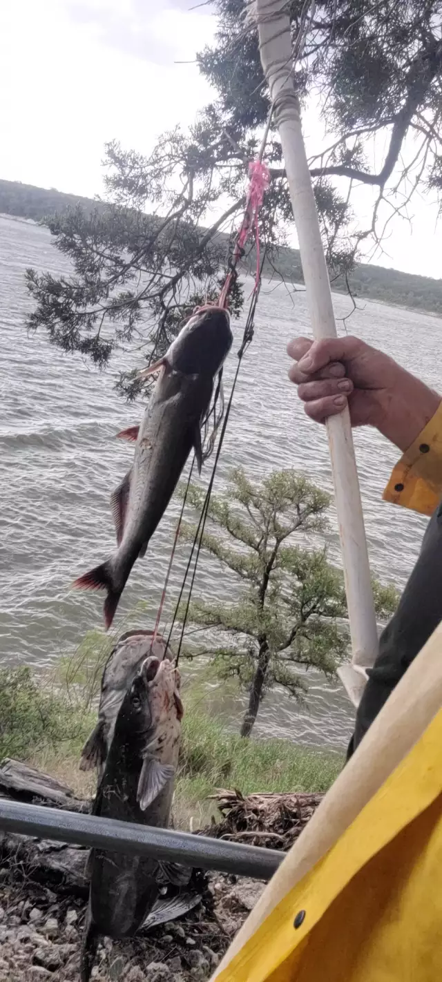 Blue Catfish