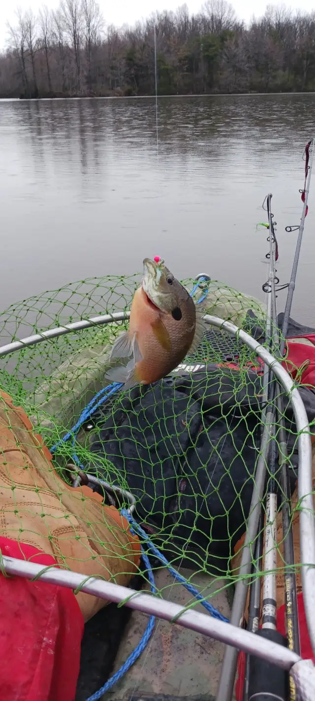 Bluegill