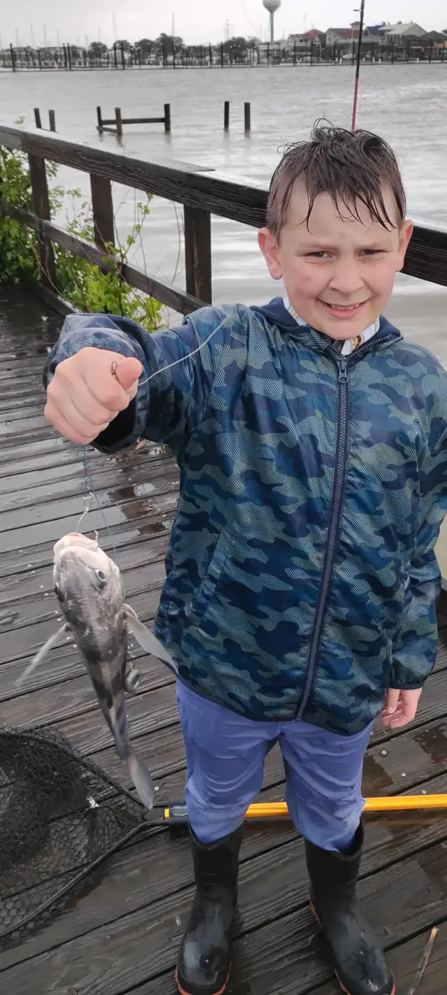 Black Drum