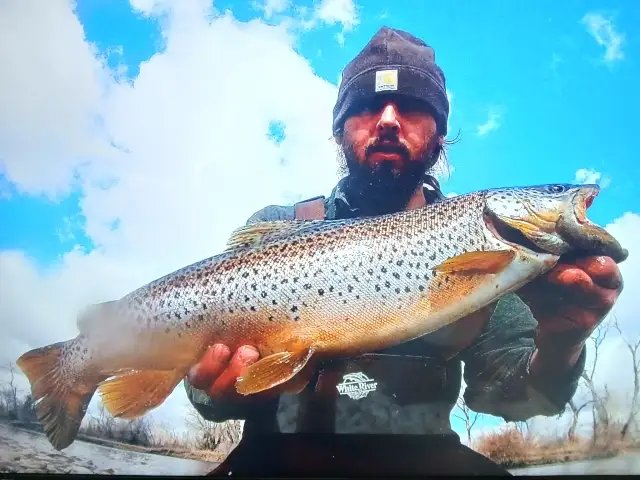 Brown Trout