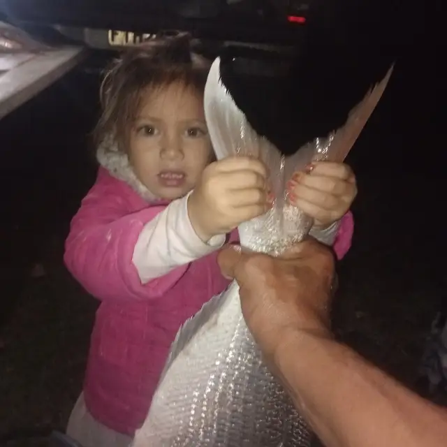 Snapper
