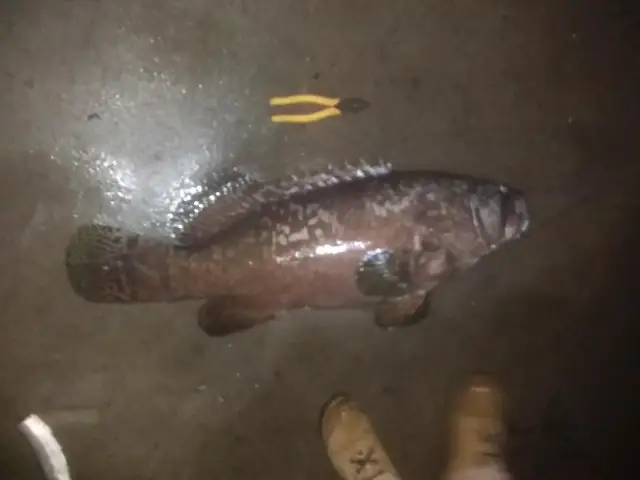 Qld groper pic 3