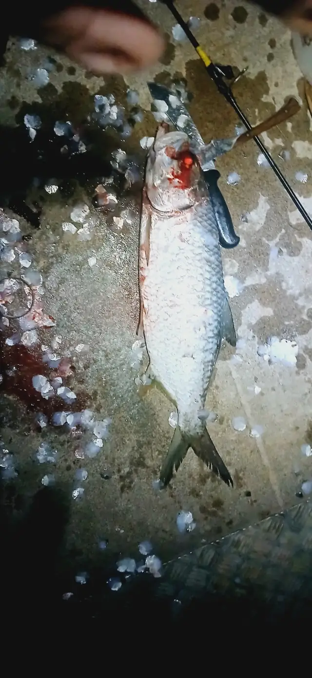 Oxe eye herring / tarpon