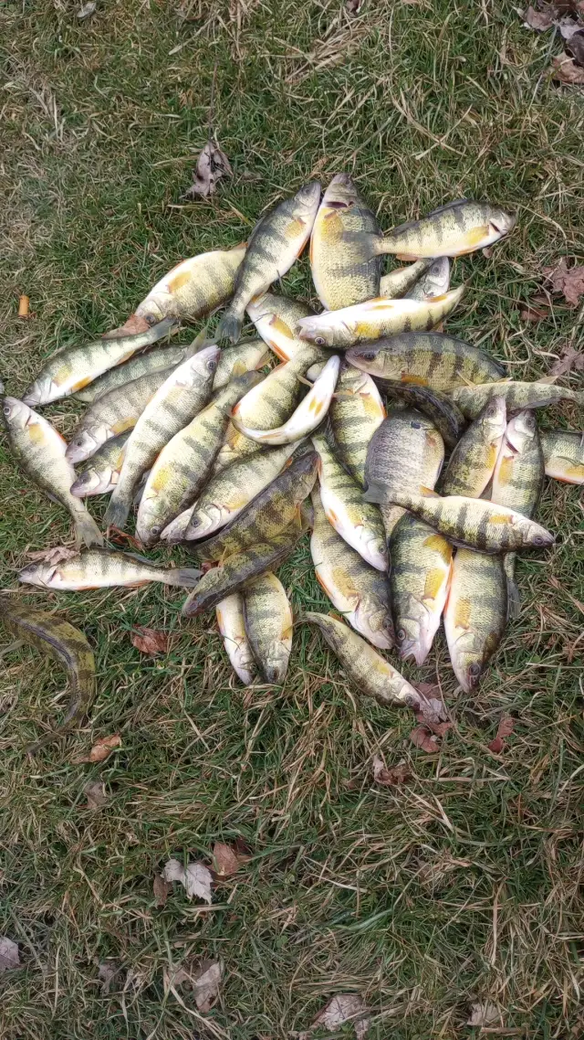 Perch couple bluegill