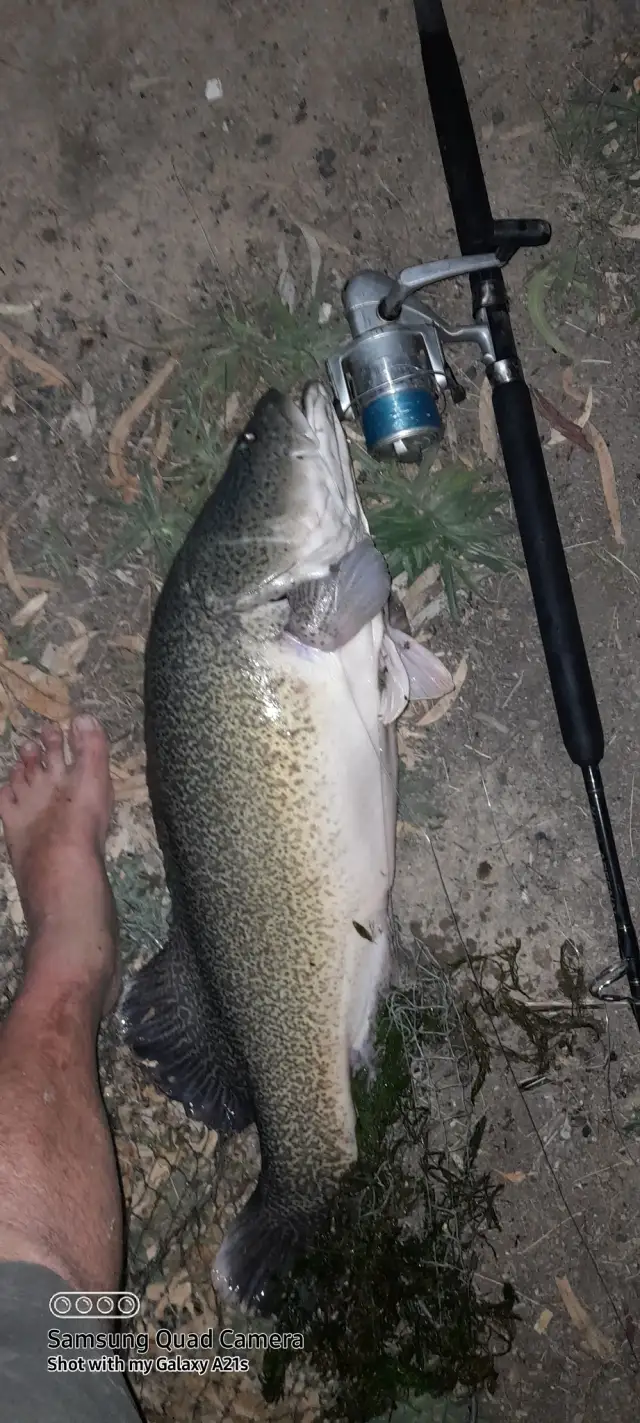 Murray Cod | Fishing Photo