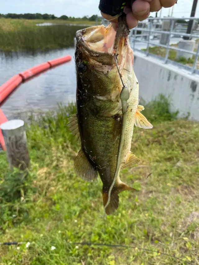 LM Bass