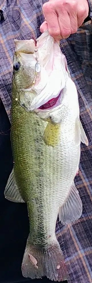 Largemouth Bass