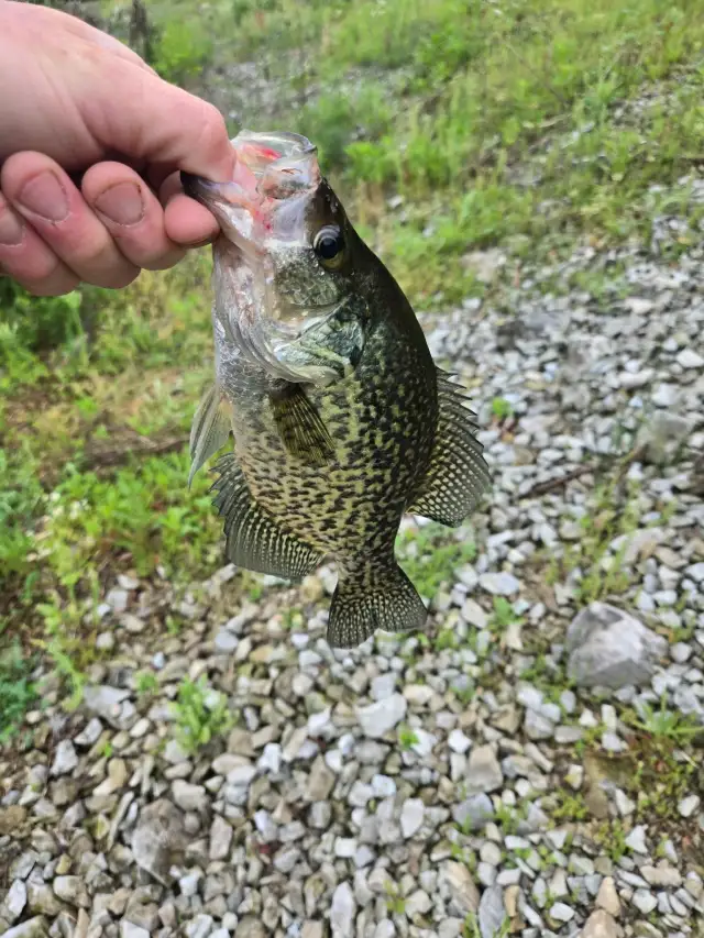 Crappie