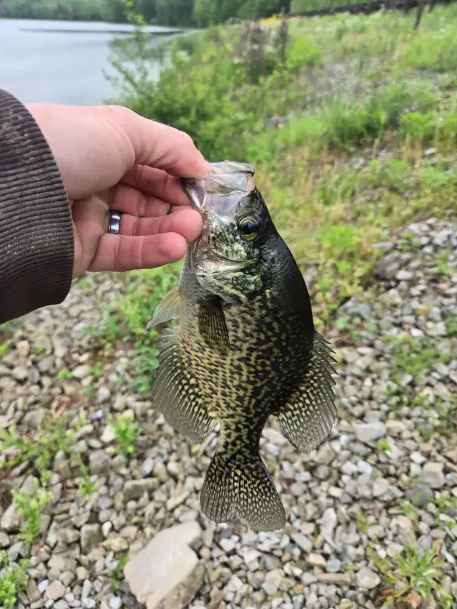 Crappie