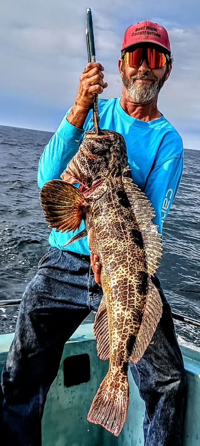 Lingcod