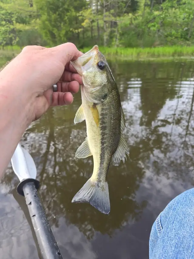 Bass