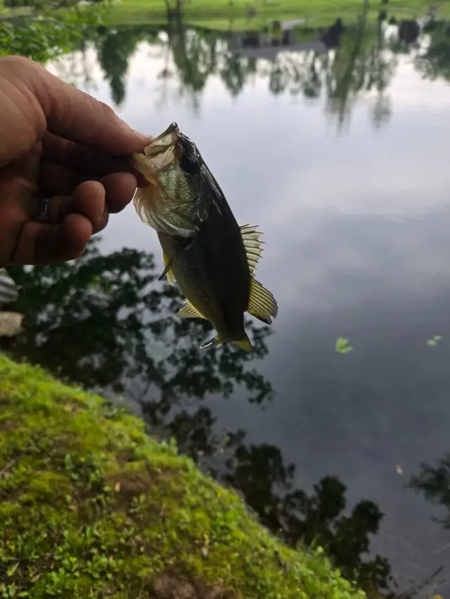 Bass